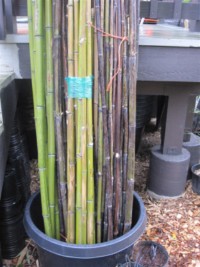 bamboo poles